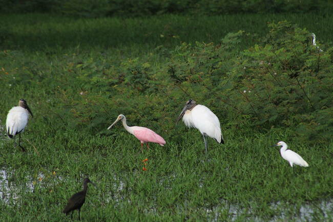 Aves rosadas y blancas en el humedal