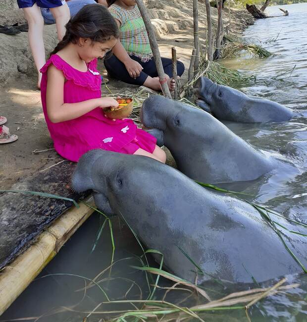 Niña junto a manatíes