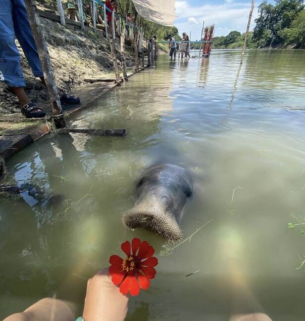Manatí acercándose a una flor