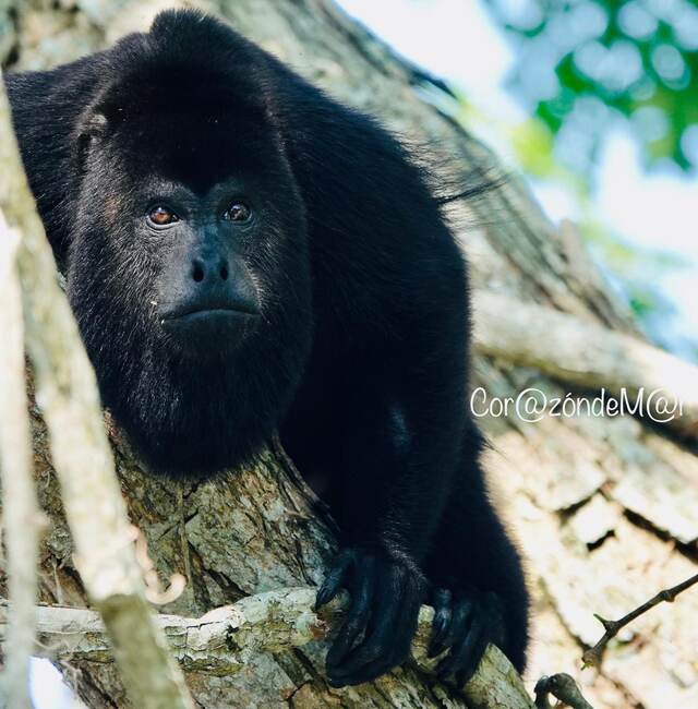 Mono aullador en un árbol