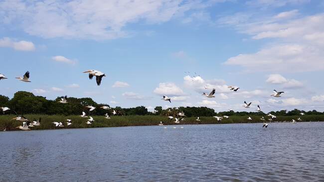 Aves sobre el río en Jonuta