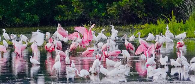 Aves rosadas en el humedal