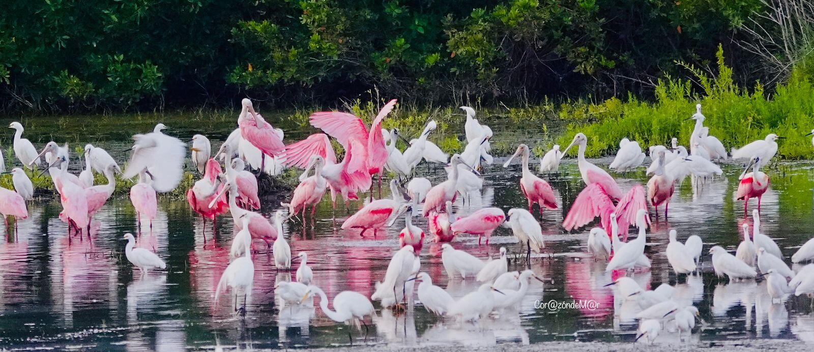 Aves migratorias en Jonuta