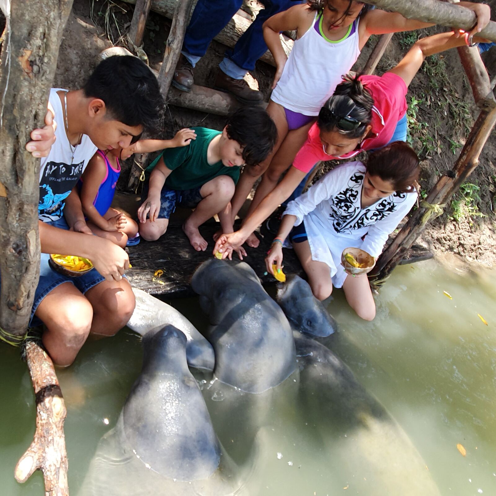Visitantes conviviendo con manatíes en Jonuteek